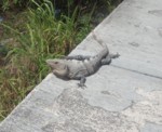 073 Iguana Cozumel